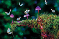 mushrooms c