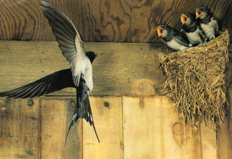 &Phi;&omega;&lambda;&iota;ά